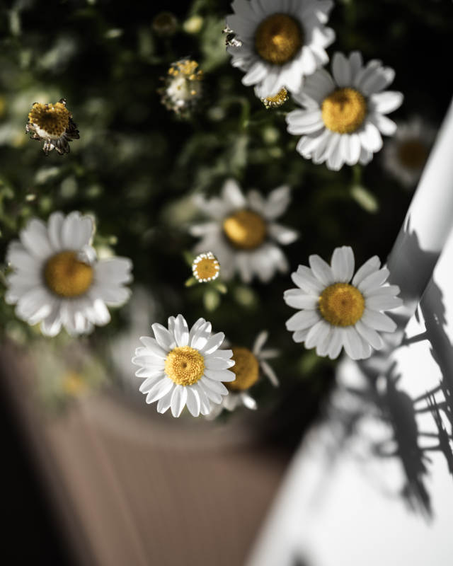 雏菊盛开的花盆图片