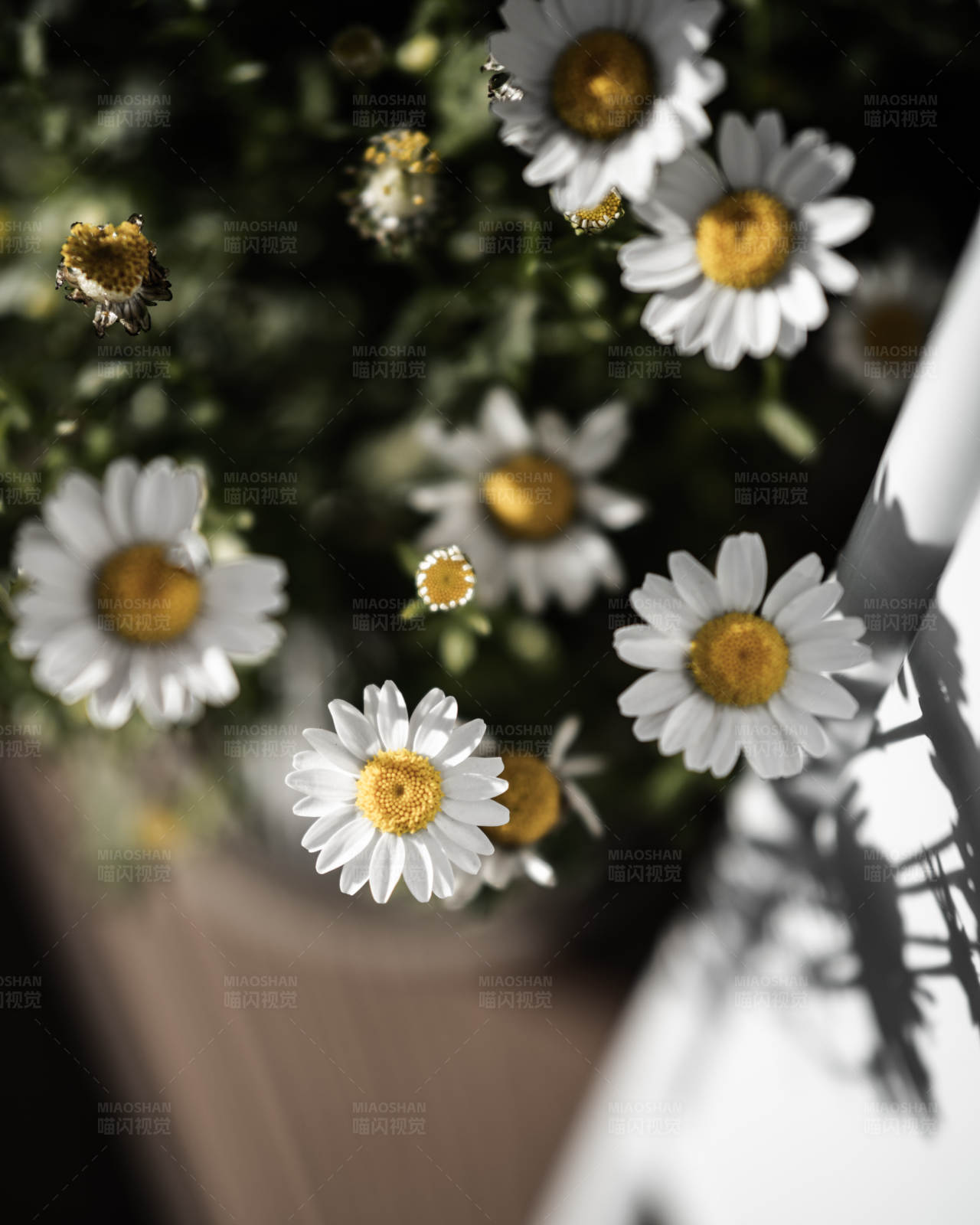 雏菊盛开的花盆图片