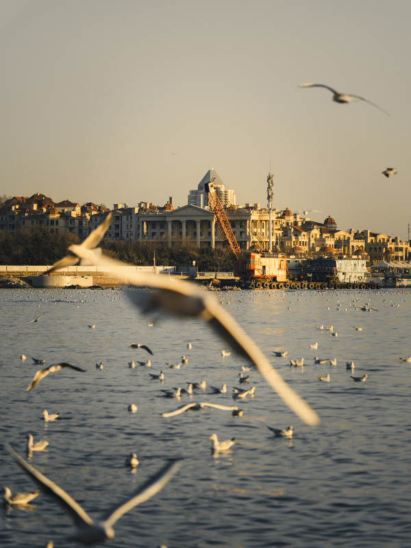 海鸥翱翔 城市天际线图片