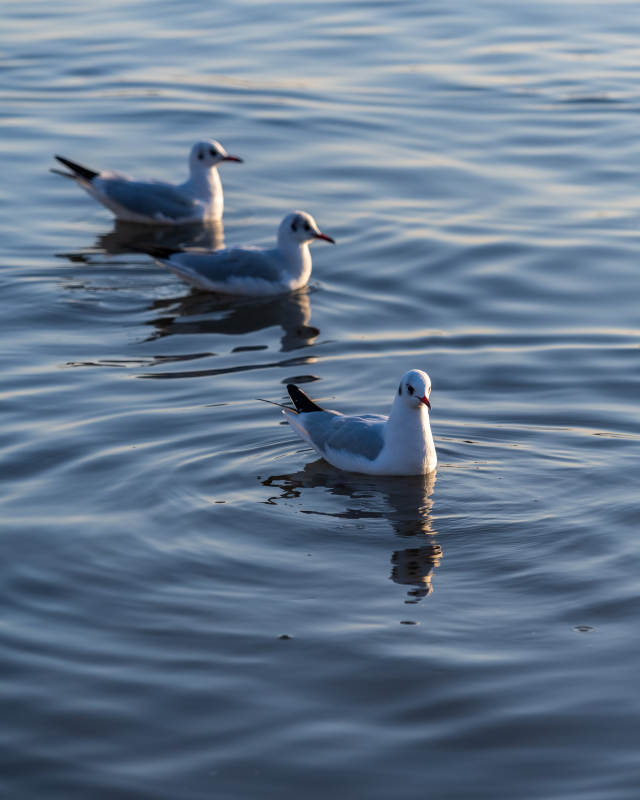 湖面三只海鸥图片