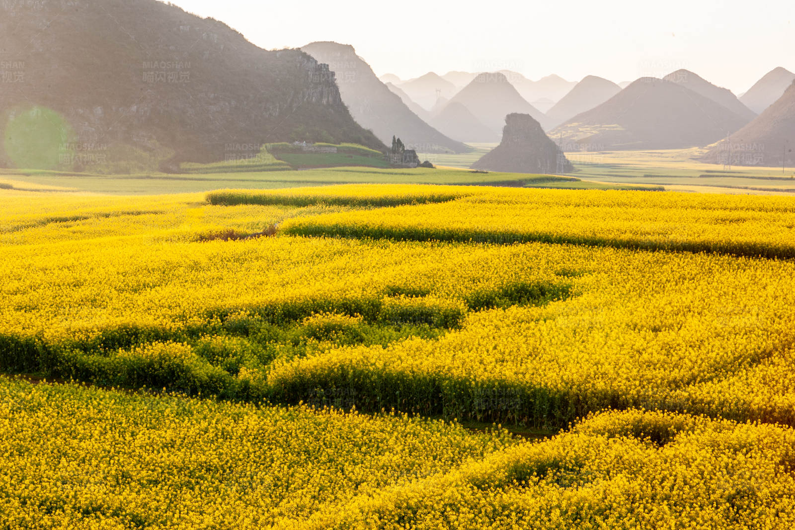 云南罗平油菜花海图片