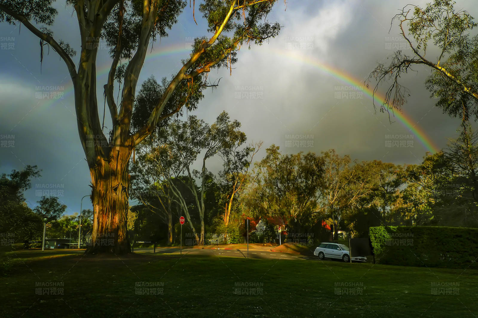 彩虹下的树 (堪培拉)图片