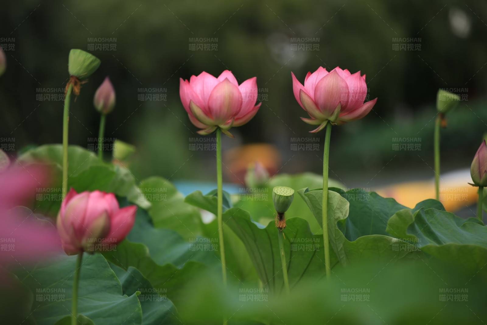 粉色莲花绽放图片