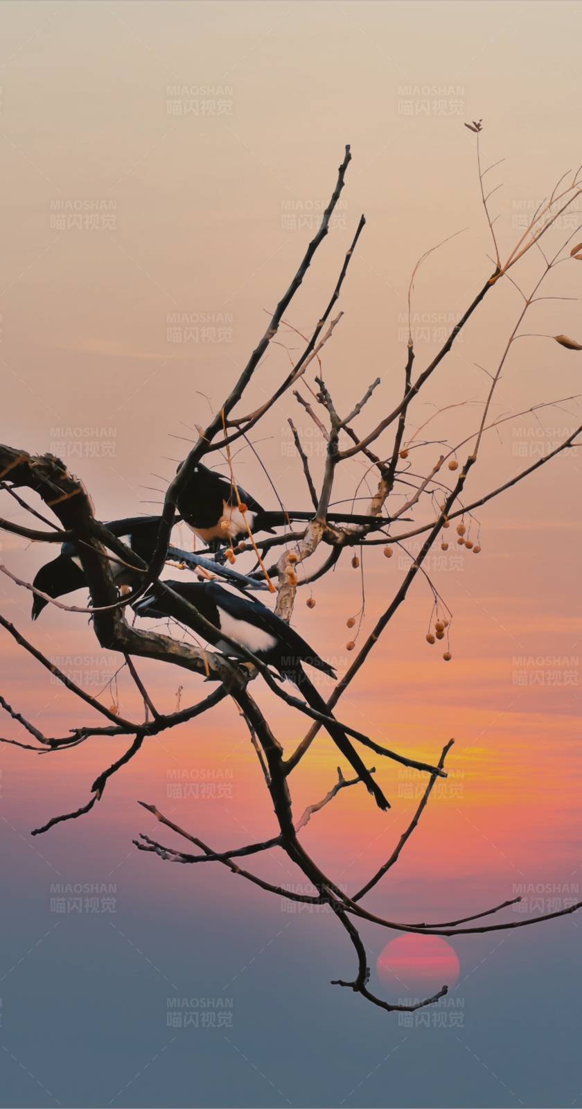 夕阳下的鸟儿栖息图片