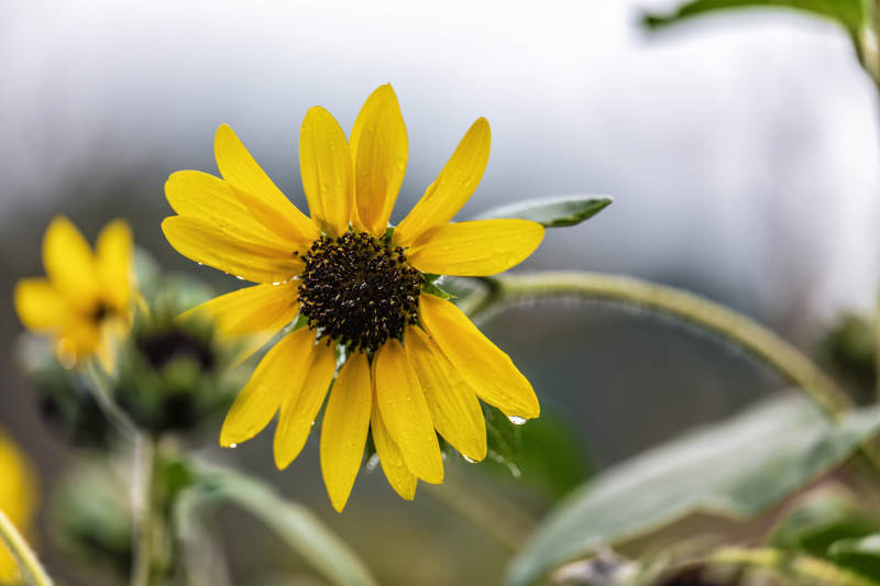 雨后日光菊图片