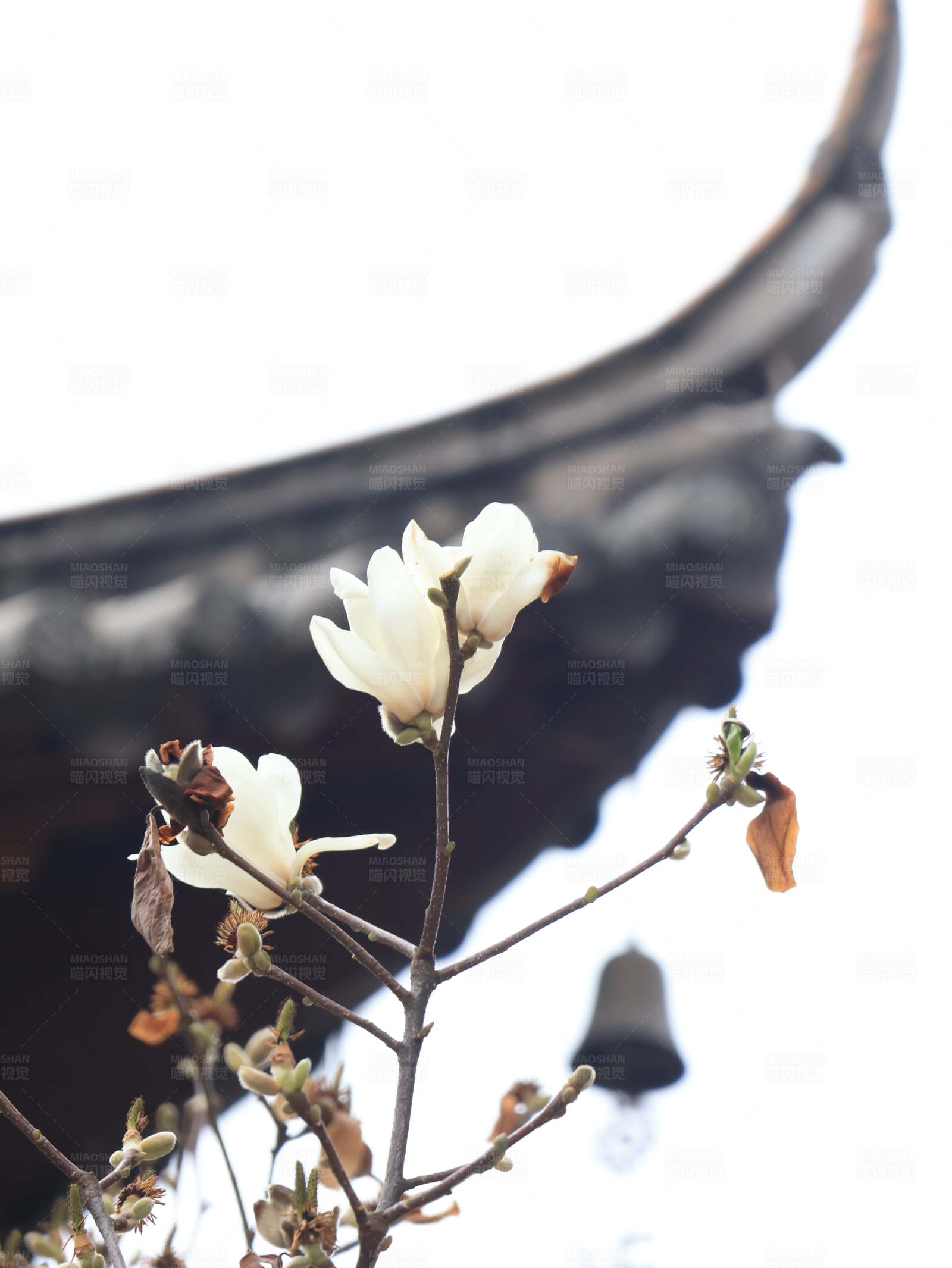 古刹春早玉兰初绽图片