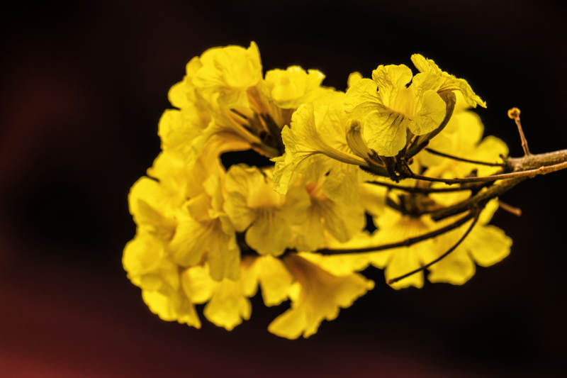 金黄色的花束图片