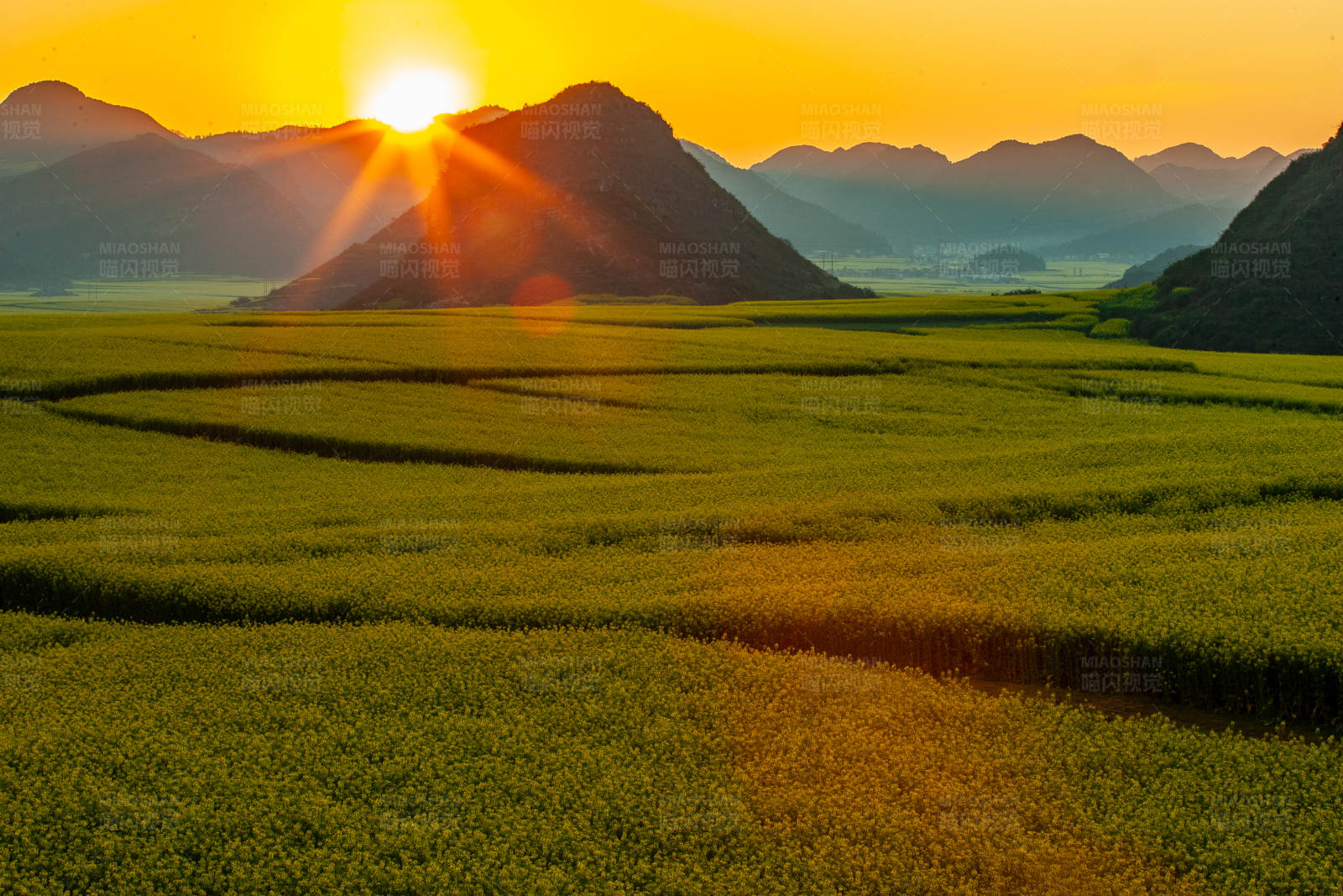 田园风光(云南罗平万亩油菜花)图片
