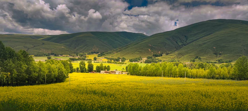 金色油菜花海与远山图片