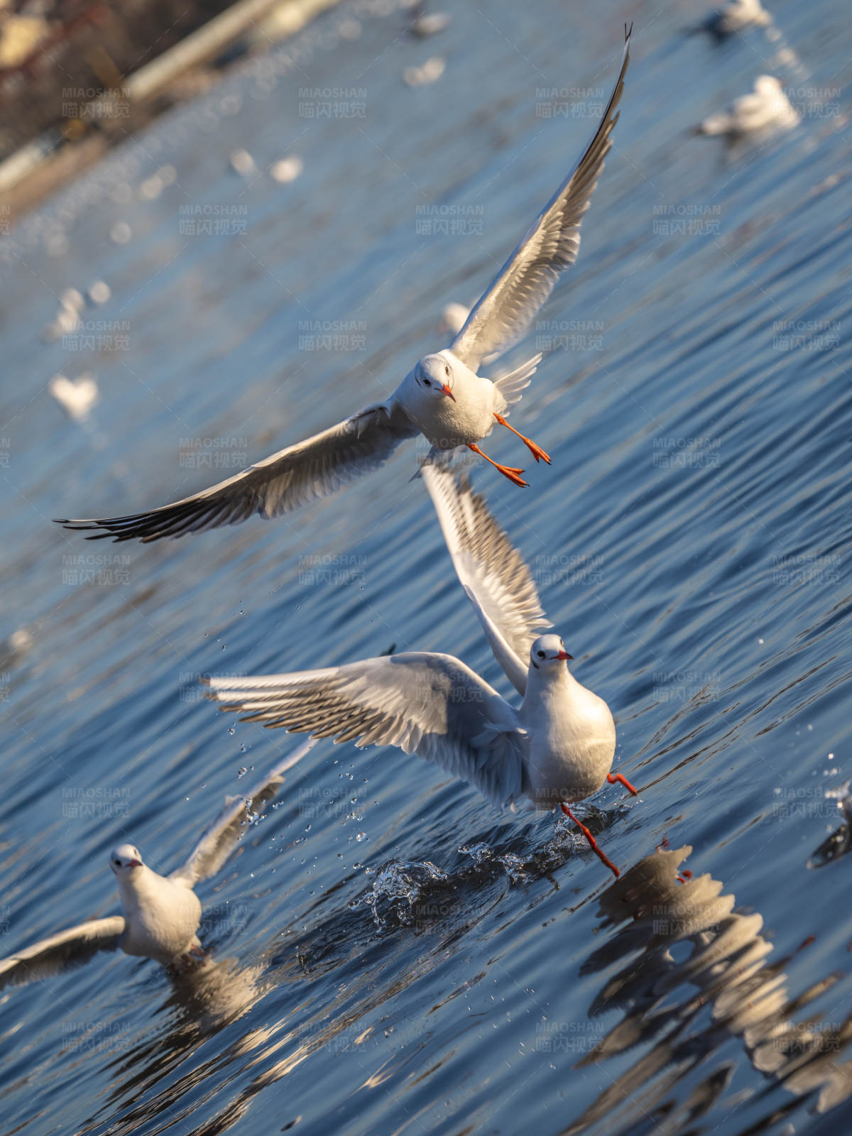 海鸥群水上翱翔图片