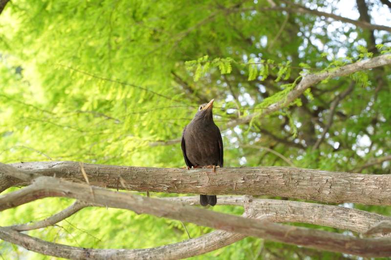 树枝上的黑鸟图片