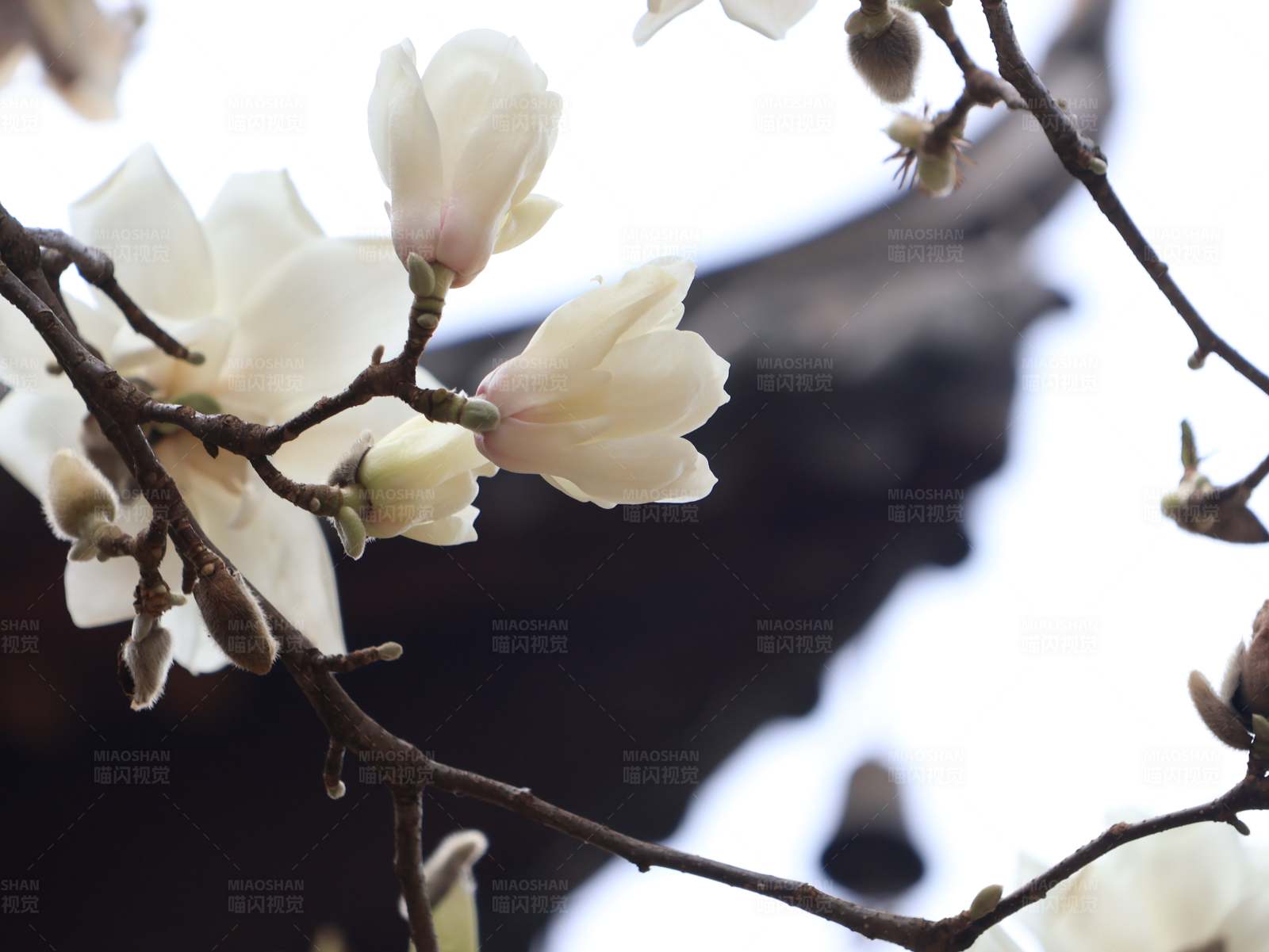 白玉兰花开图片