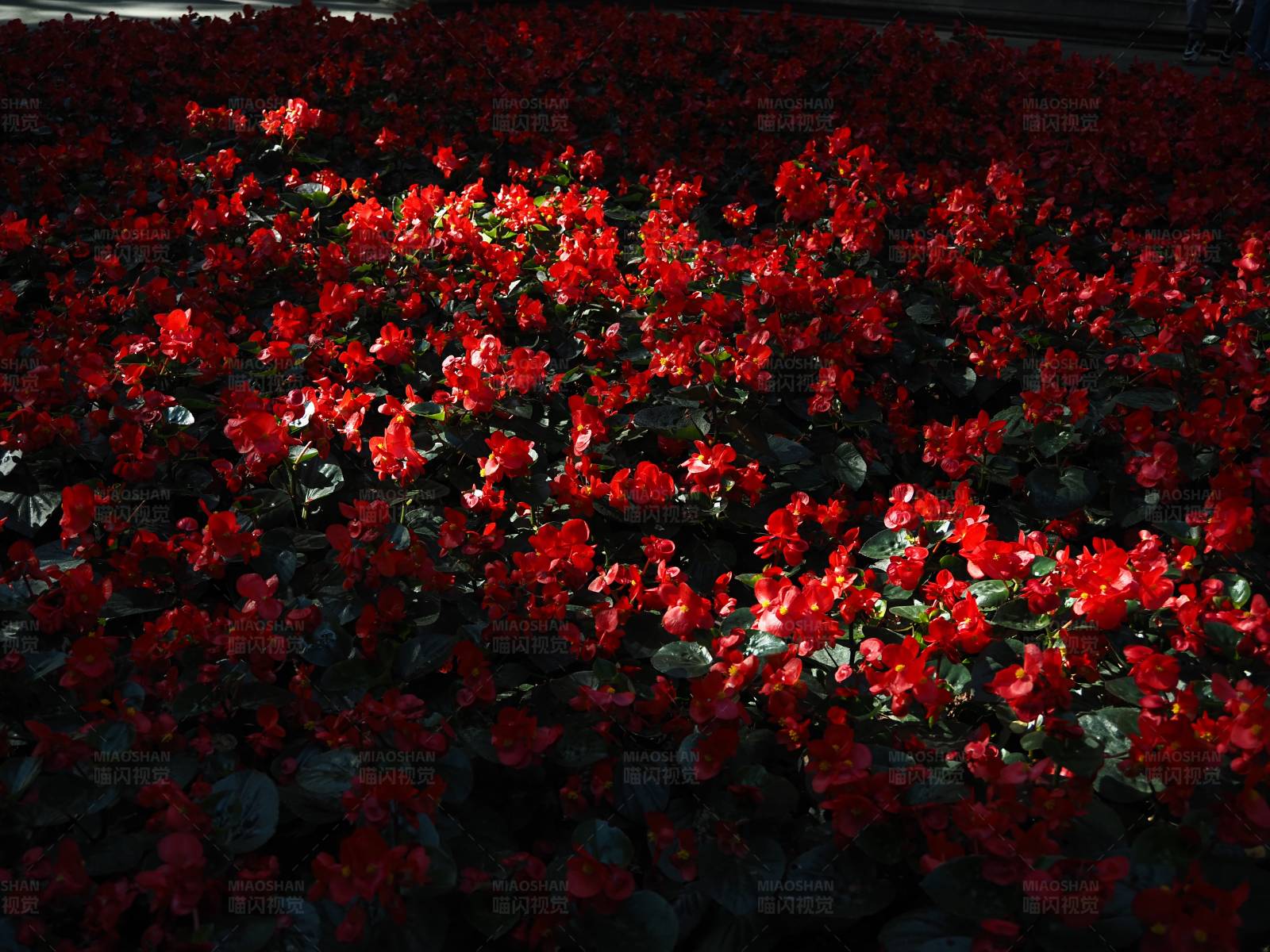 红色花海图片