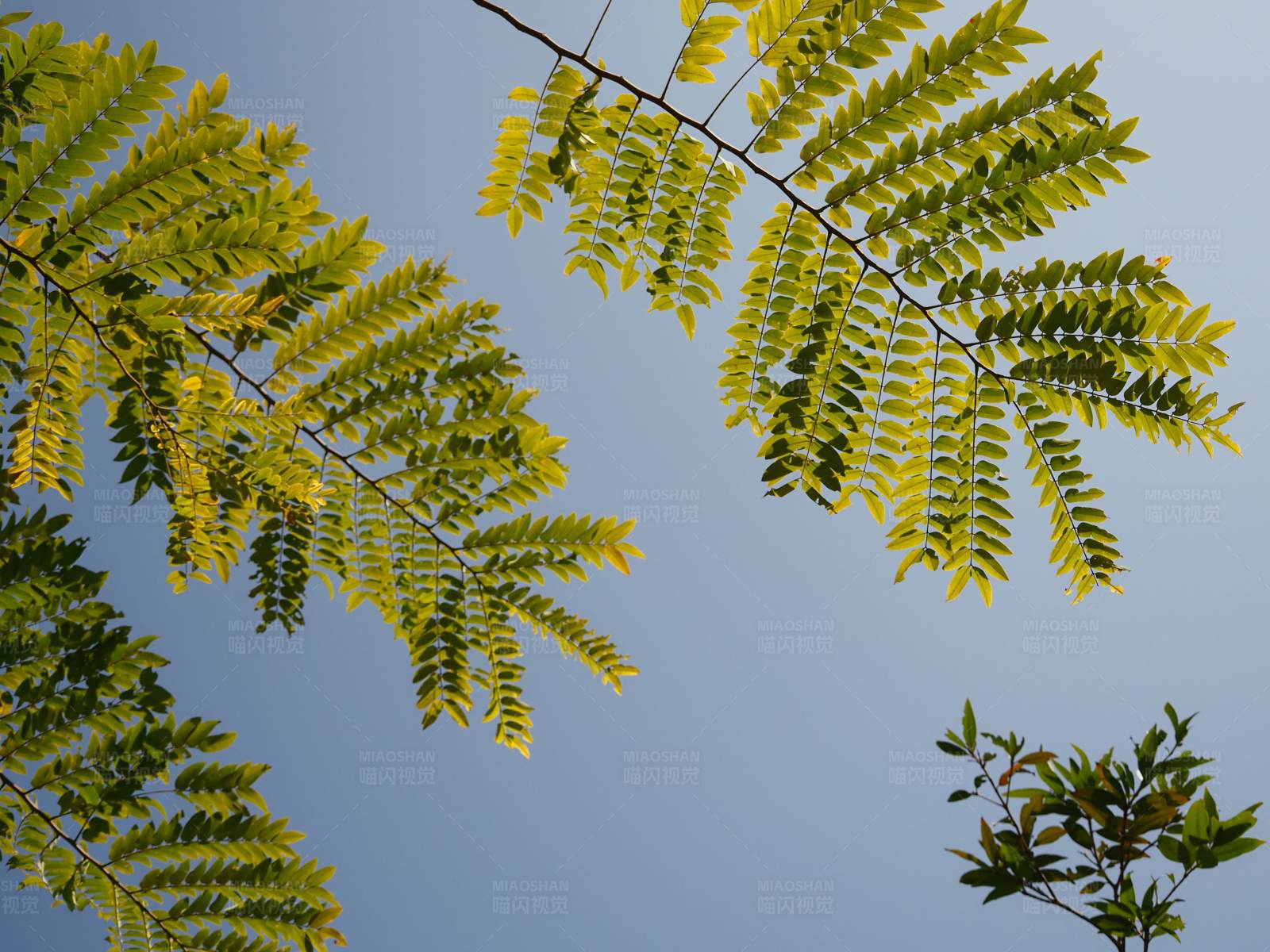 秋日阳光下的树叶图片