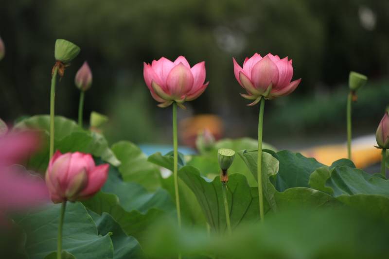 粉色莲花绽放图片