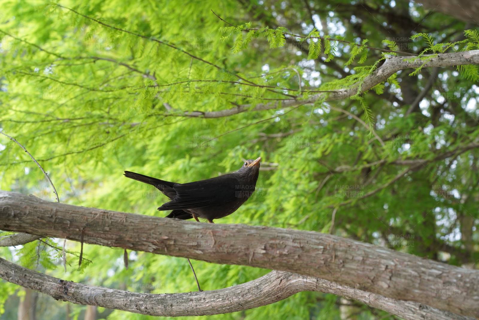 黑鸟栖息在树枝上图片
