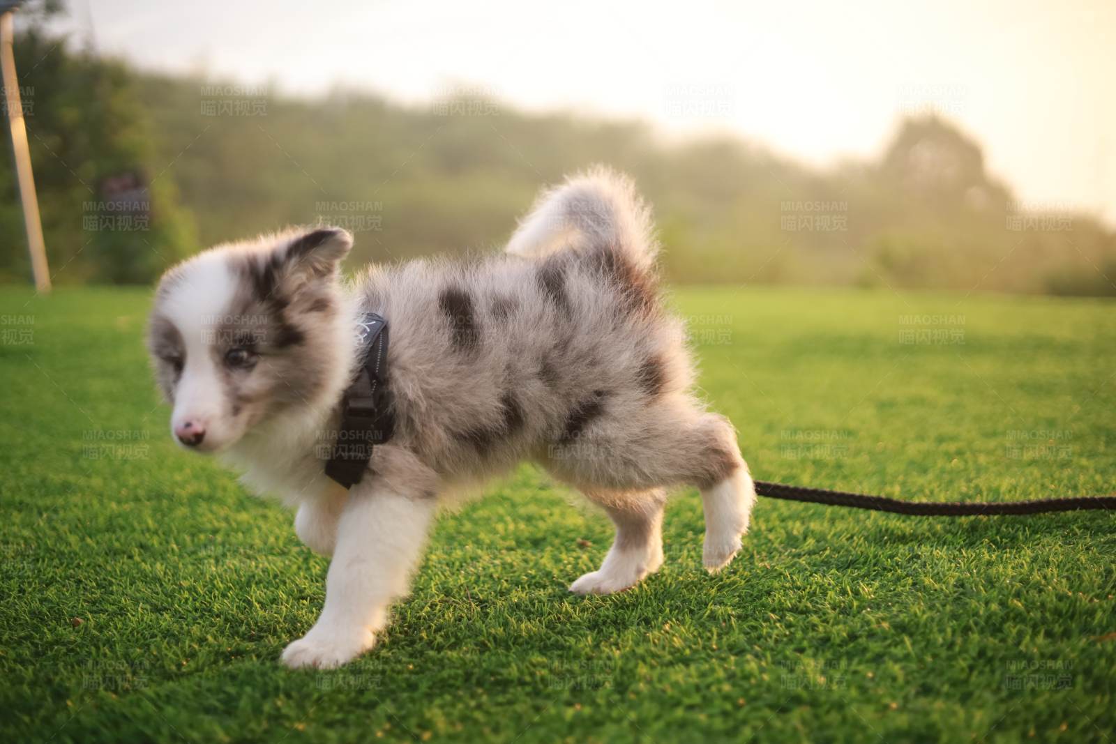 小狗草地奔跑图片