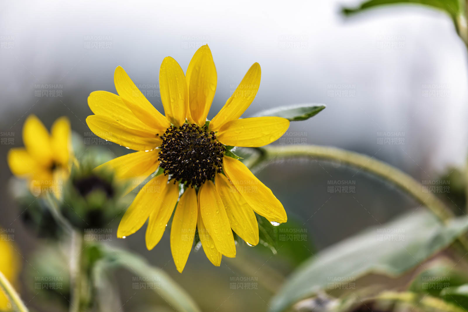 雨后日光菊图片