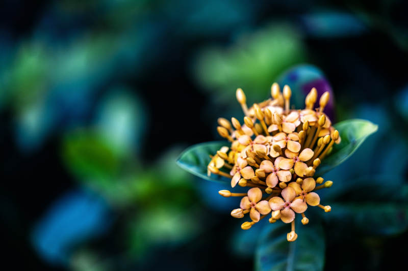 金色花簇 绿叶背景图片