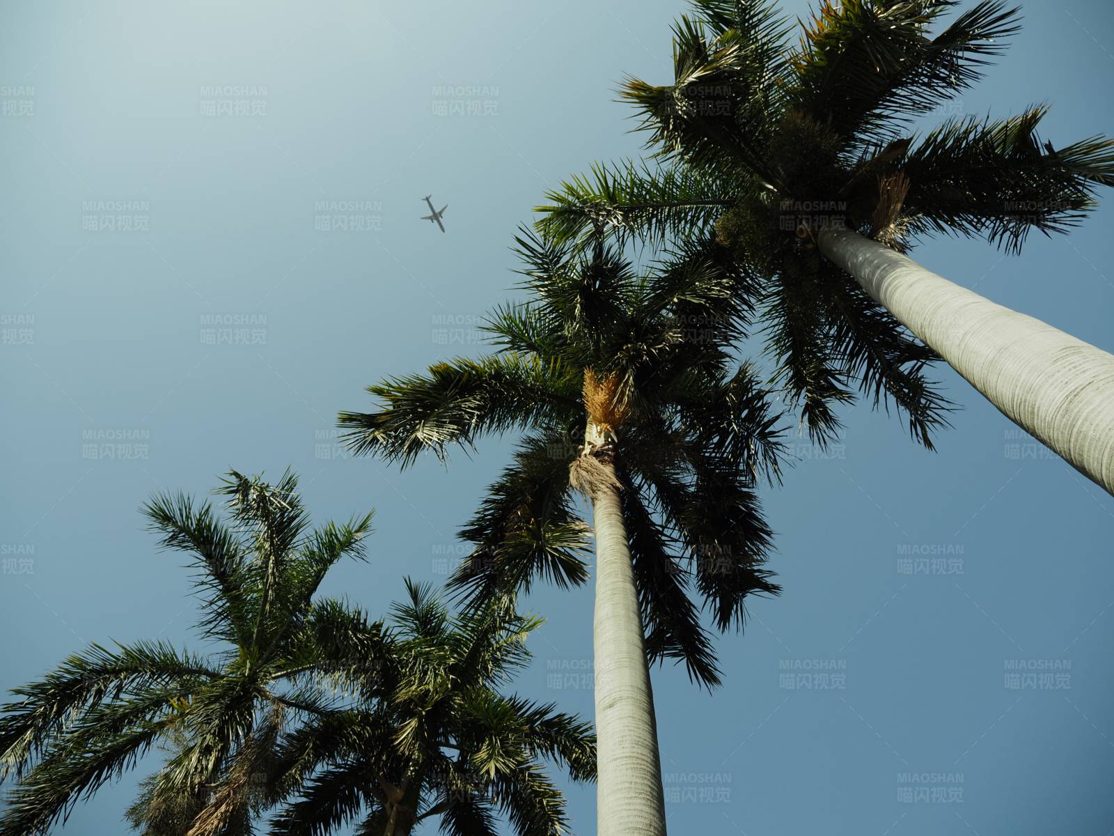 椰树与飞鸟图片