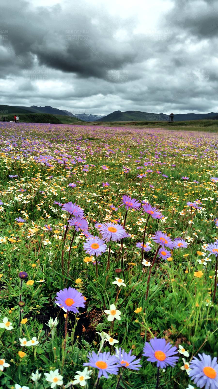 花海与云天图片