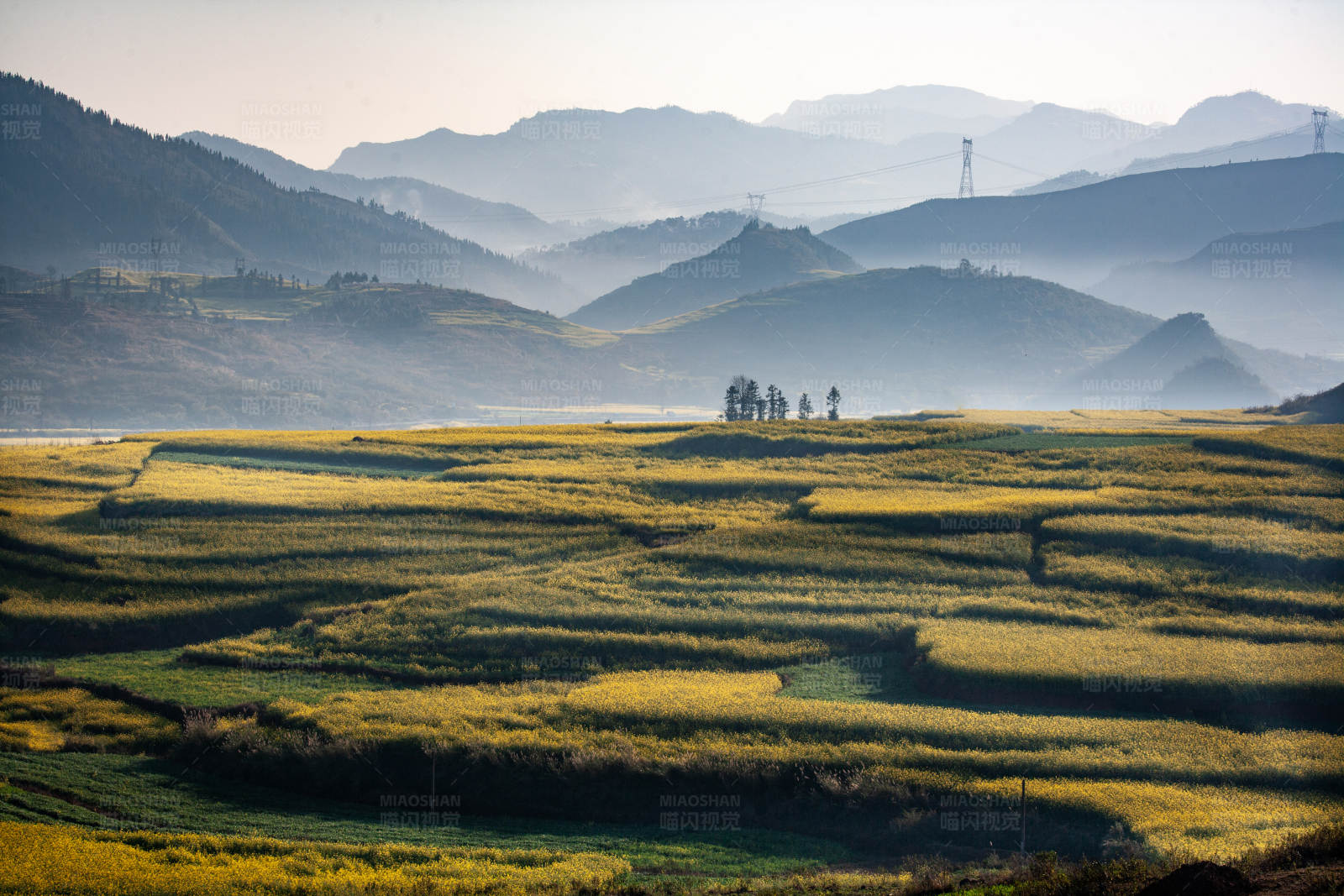 金色梯田与远山 (云南罗平)图片