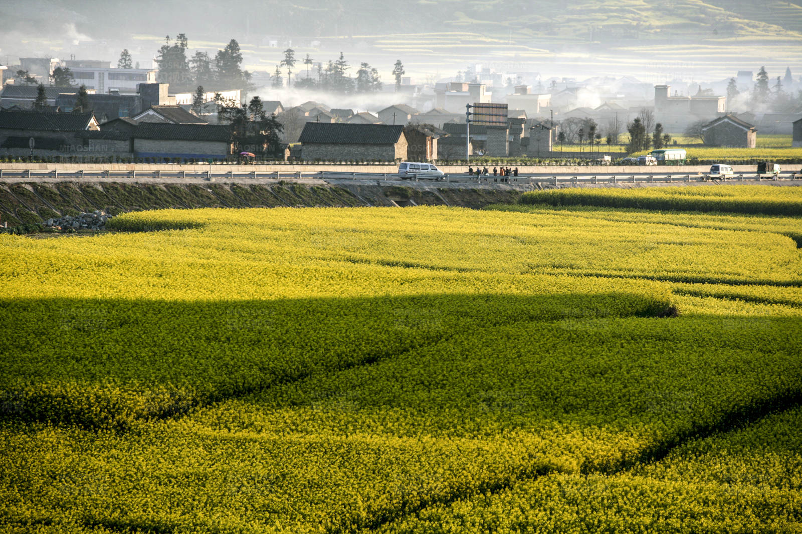 金色田野与远方城市 (云南罗平)图片