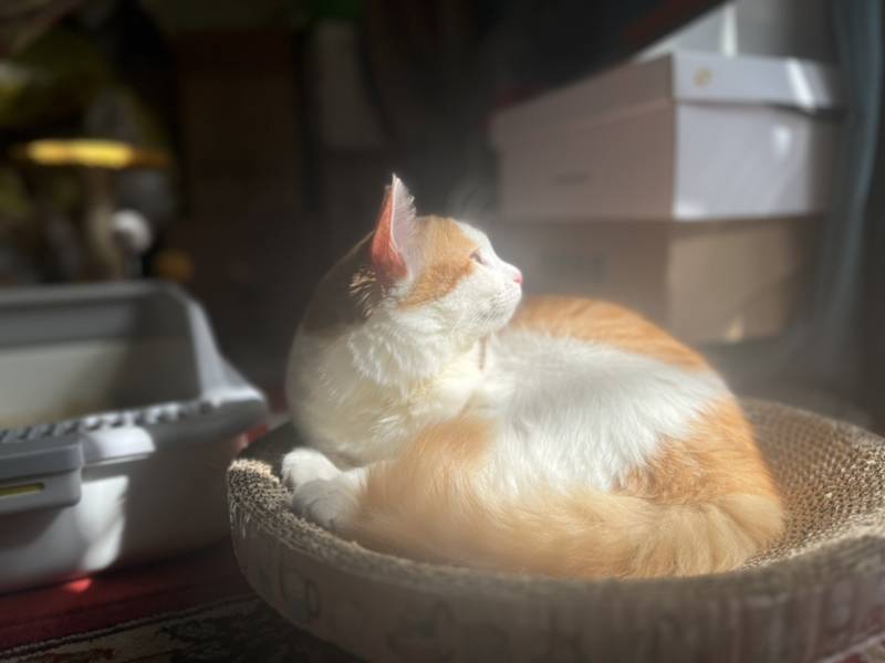 猫咪沐浴阳光图片