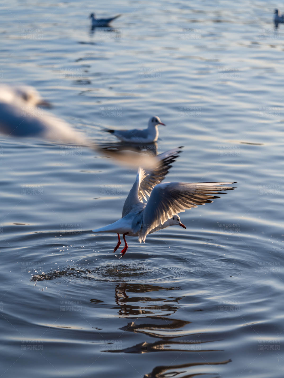 海鸥掠水 展翅飞翔图片