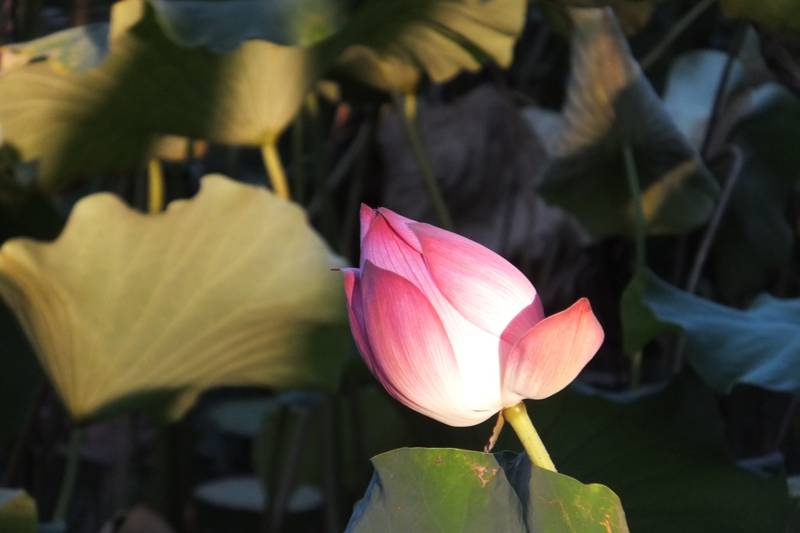 晨曦中的粉红莲花图片