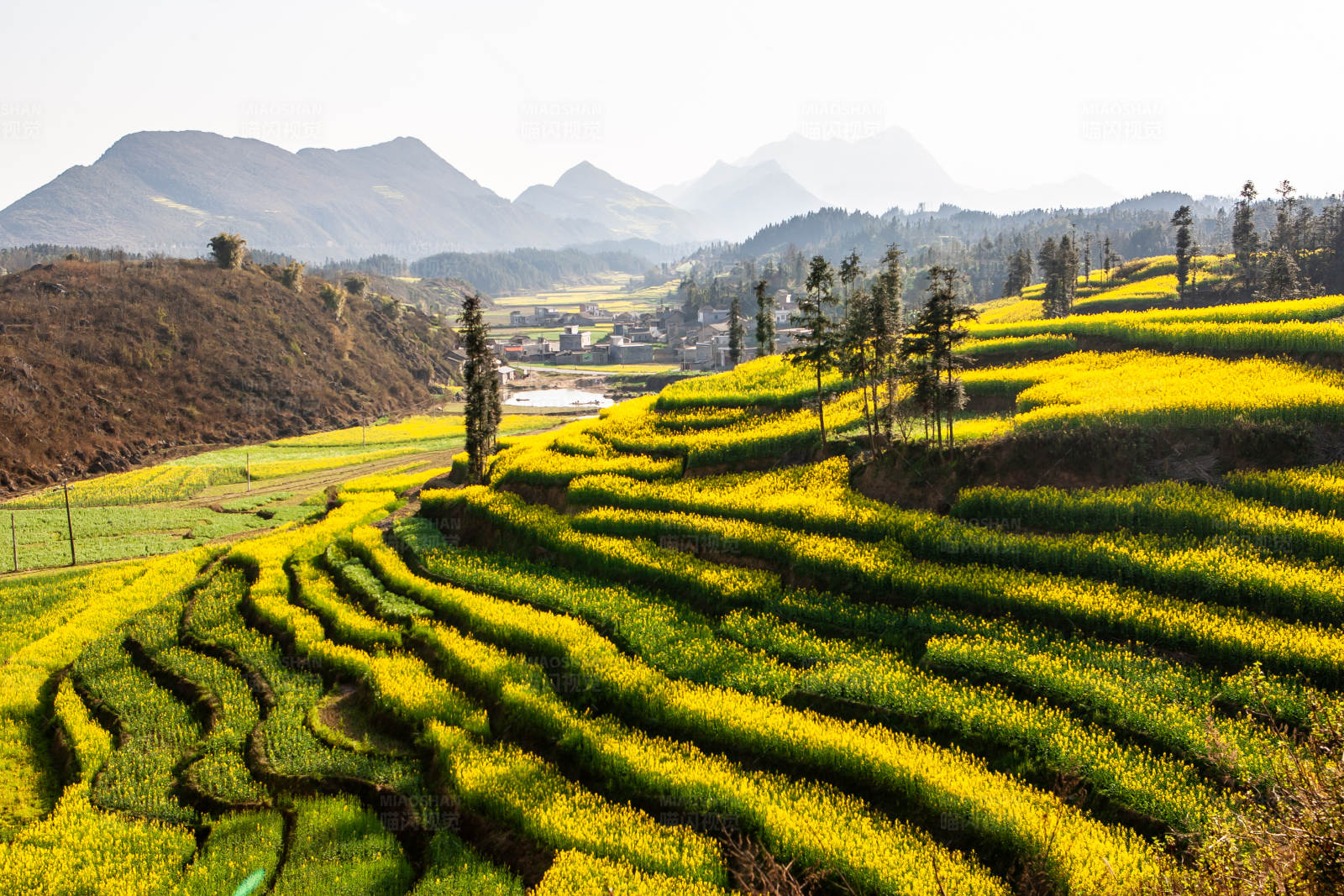 罗平的金色梯田图片