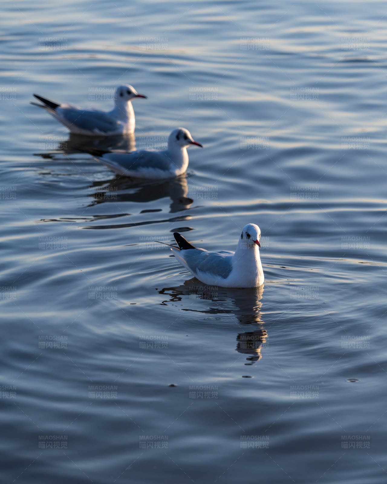 湖面三只海鸥图片