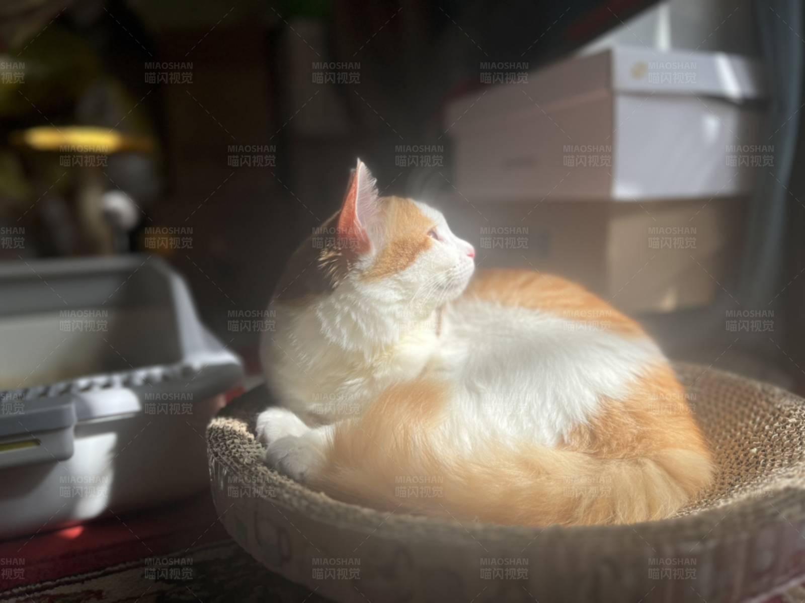 猫咪沐浴阳光图片