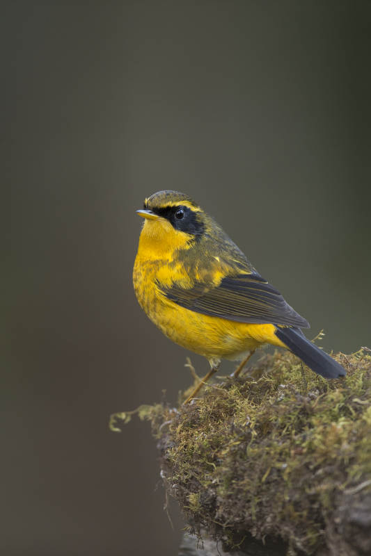 黄莺栖息苔藓上图片