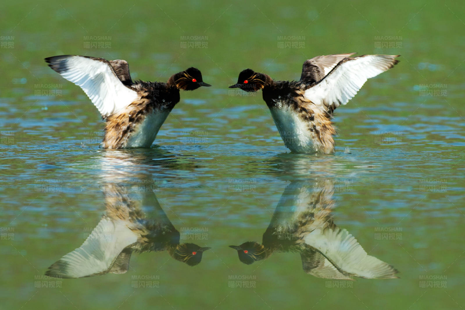 黑颈䴙䴘展翅对视图片