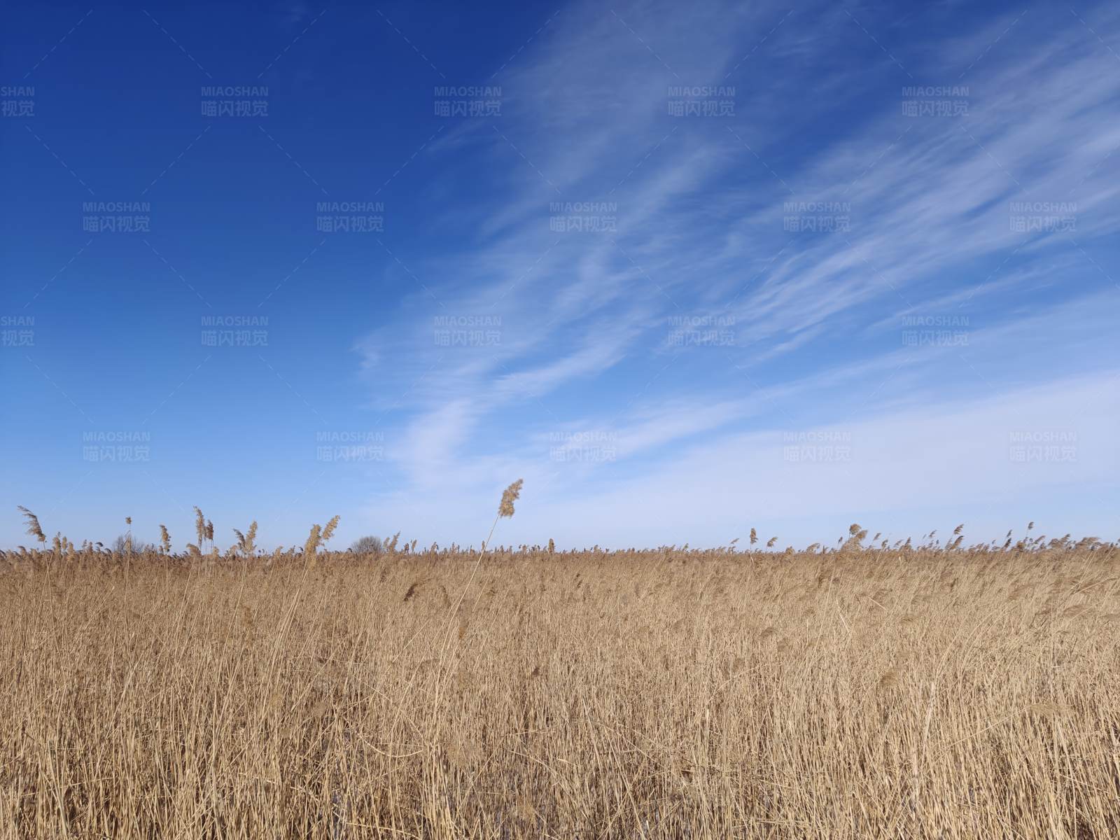 蓝天下的金色麦田图片