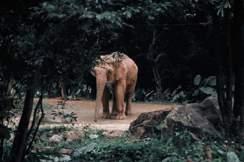 大象在森林中行走图片