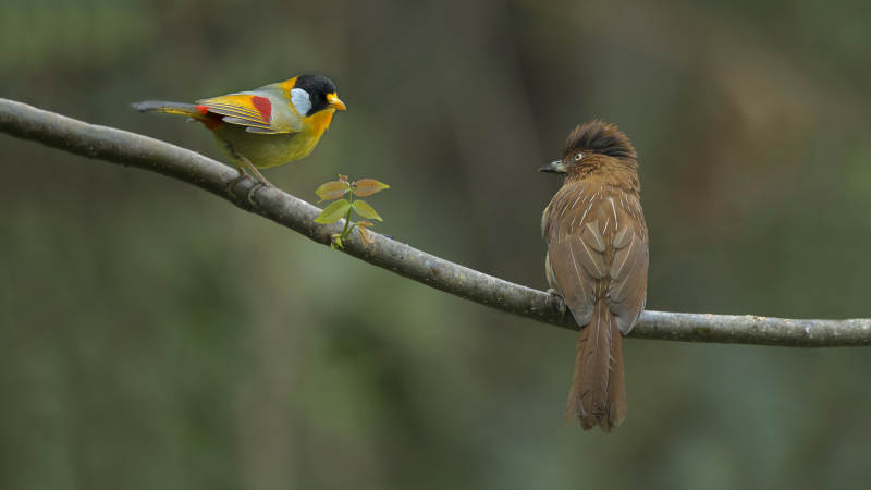 两只鸟儿栖息在树枝上图片