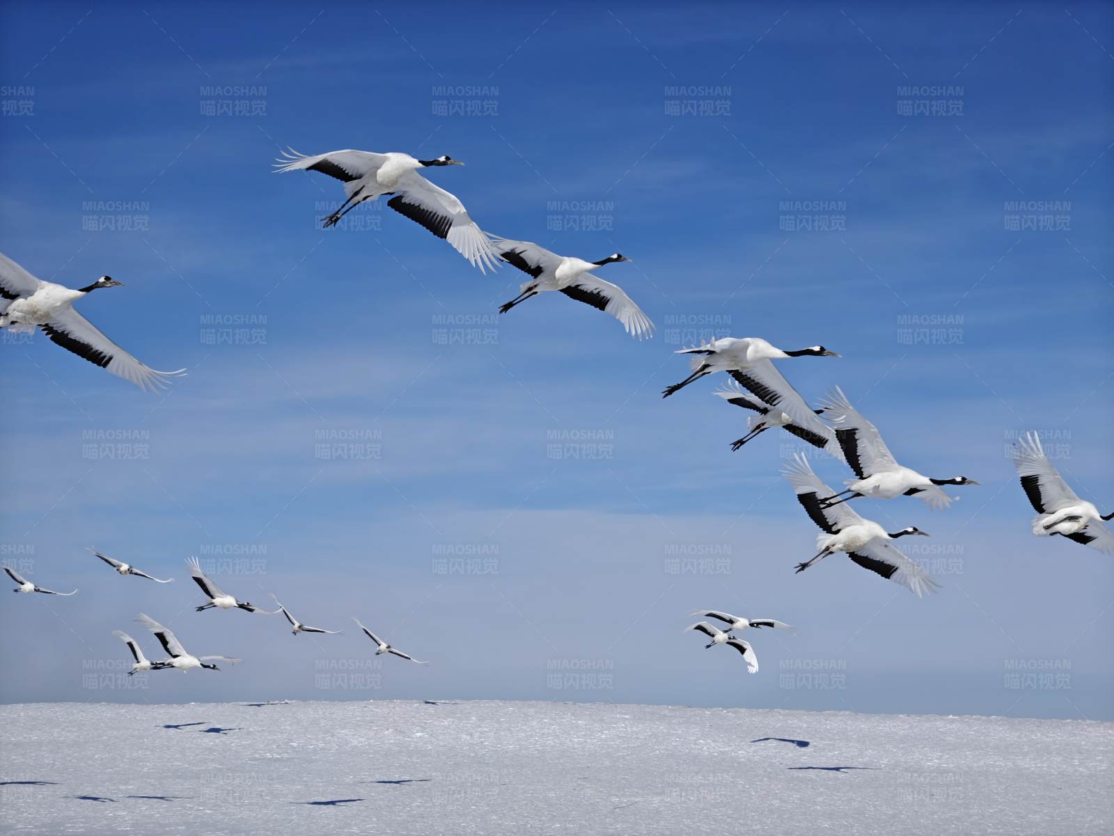 雪地丹顶鹤图片