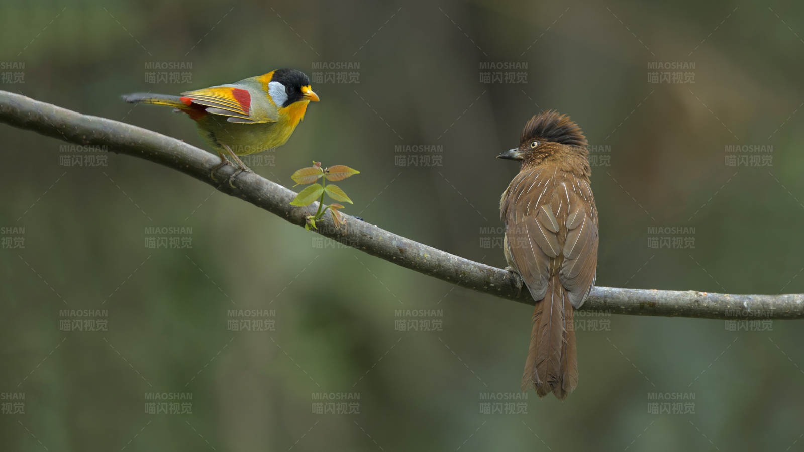 两只鸟儿栖息在树枝上图片