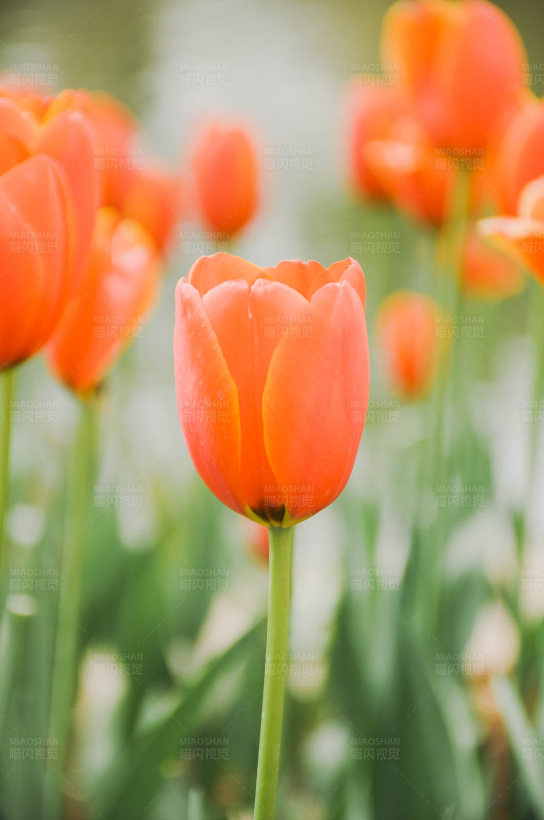 橙色郁金香花海图片