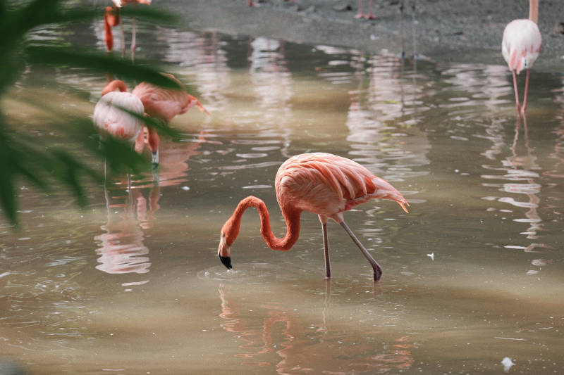 火烈鸟水中觅食图片