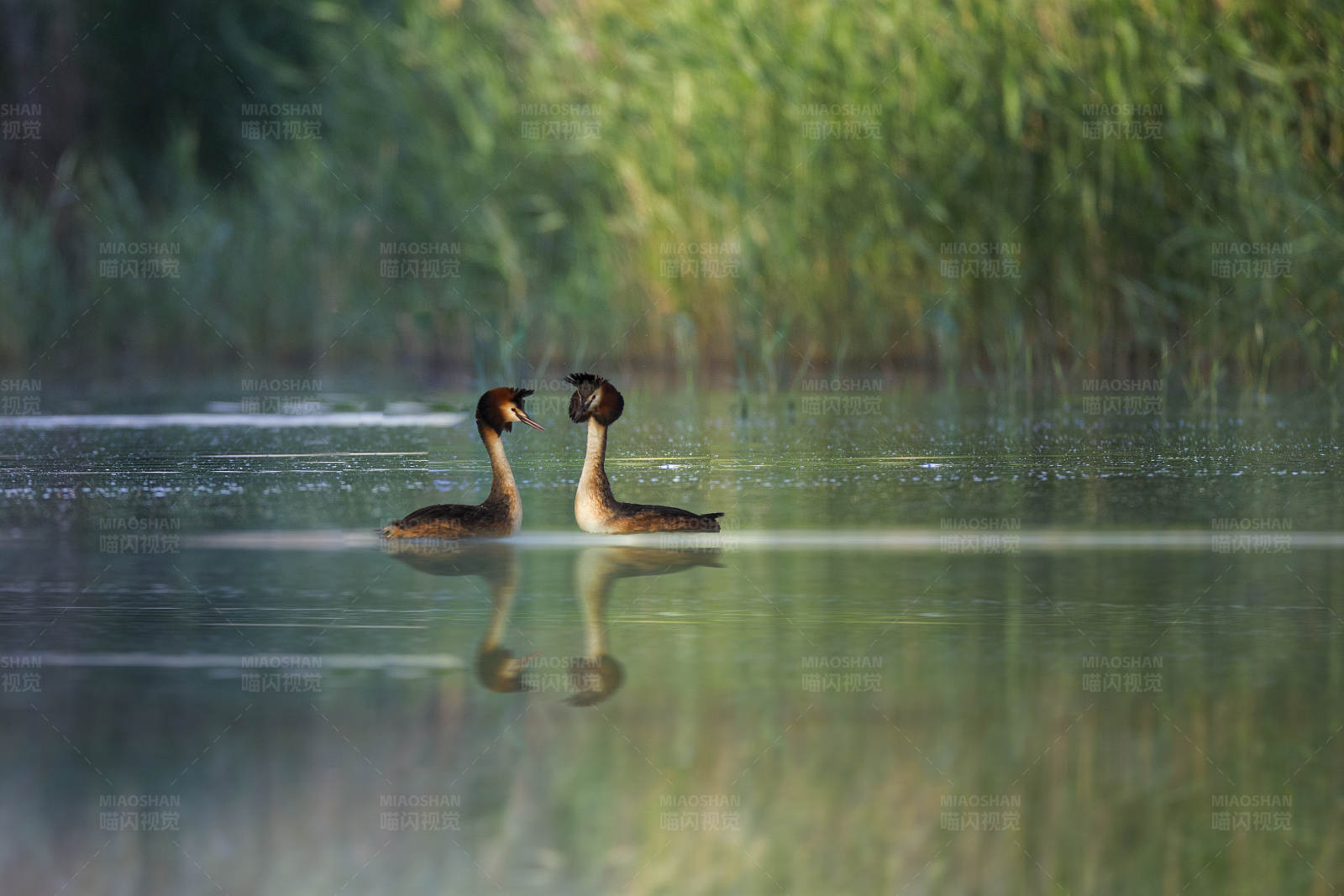 湖中双鸭游图片