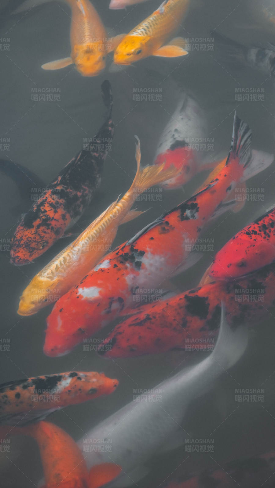 锦鲤游弋水底图图片