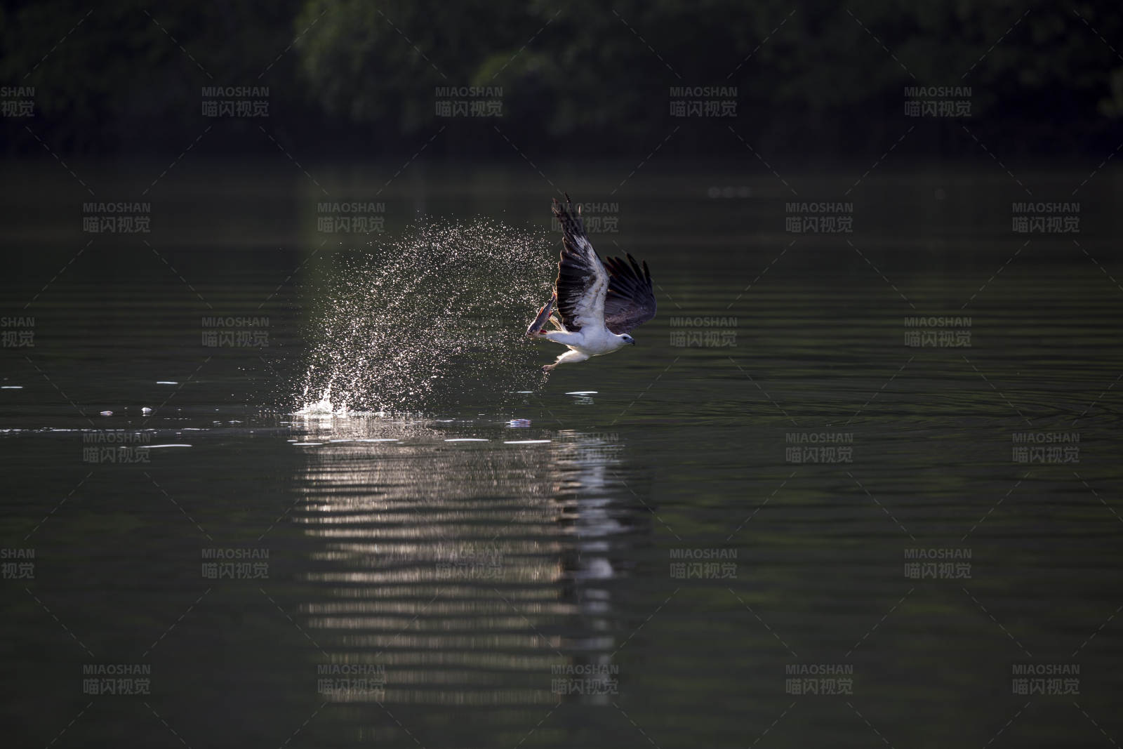 飞鸟掠水 宁静湖面图片