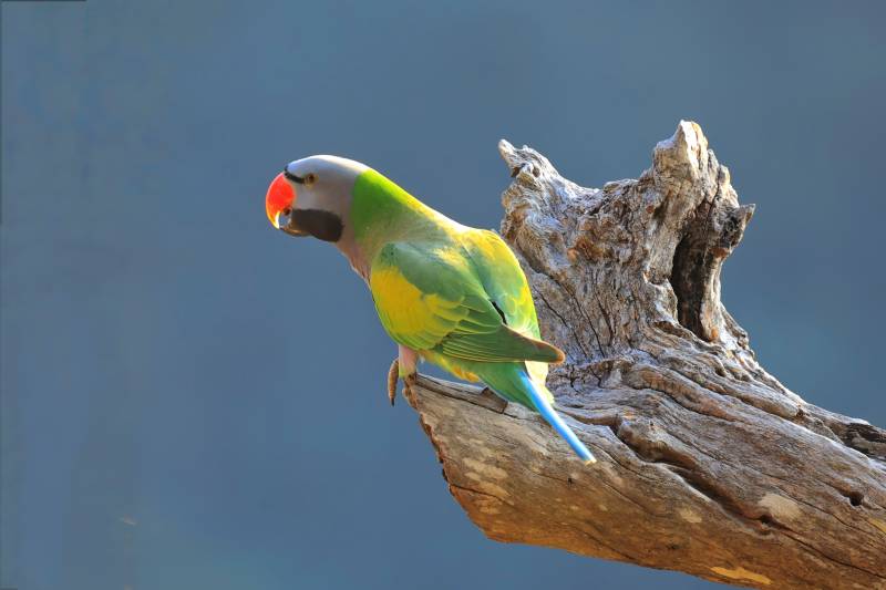 大紫胸鹦鹉 云南普洱鹦鹉村图片