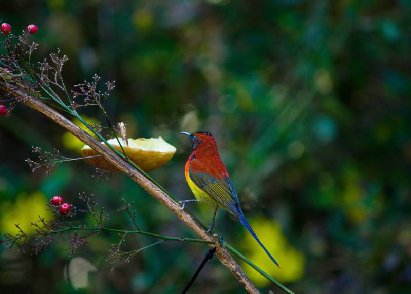 蓝喉太阳鸟 枝头觅食 果香四溢图片