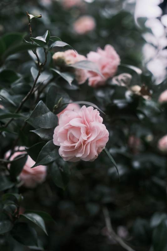 粉色花朵与绿叶图片