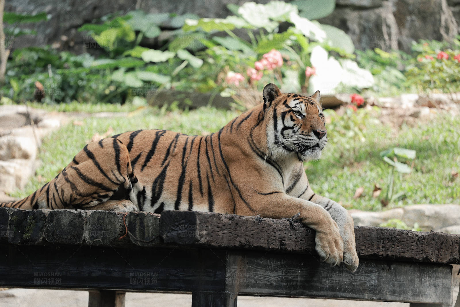 老虎悠闲地躺在木台上图片