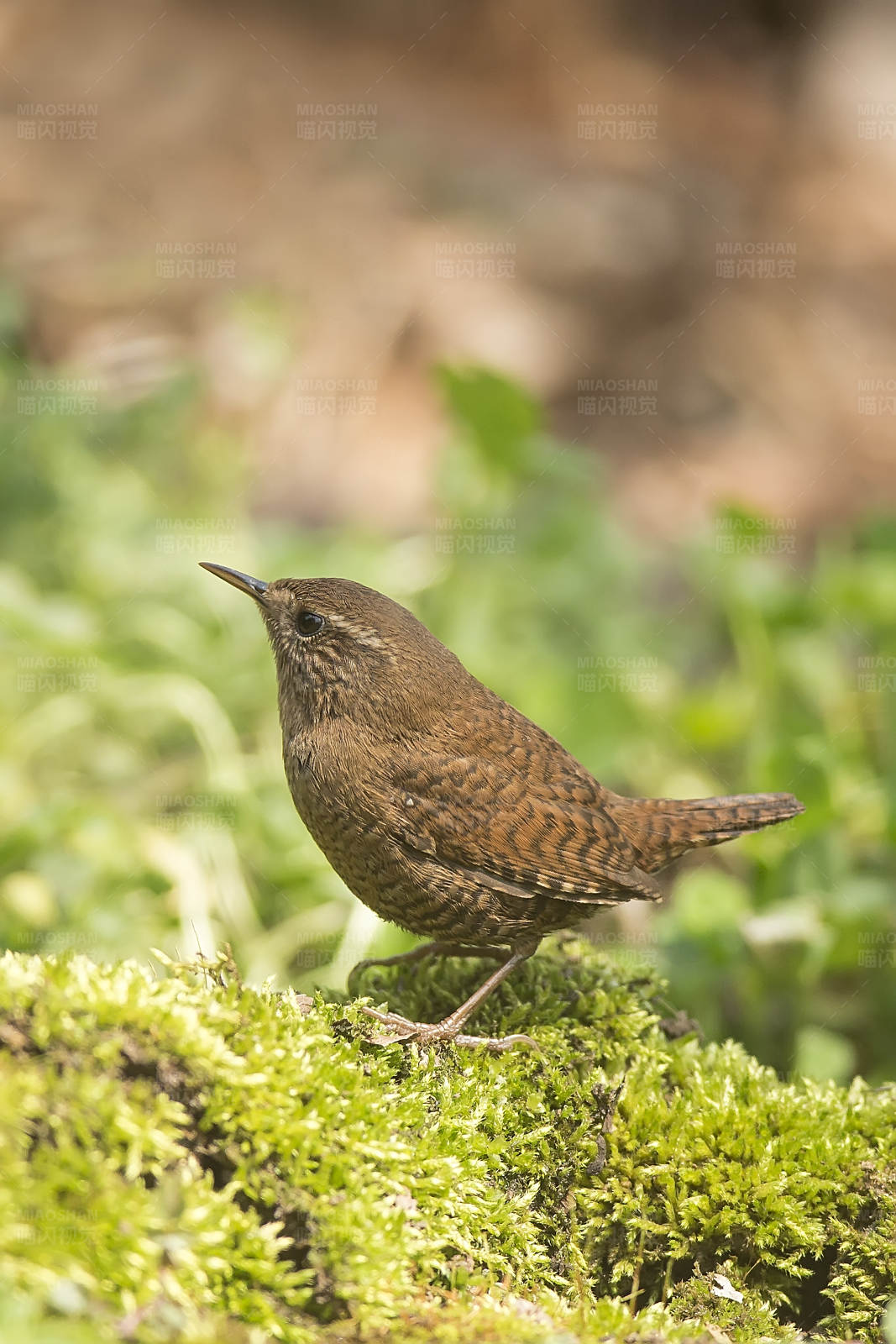 林间苔藓上的小鸟一一鹪鹩图片